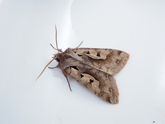 Perigrapha hoenei