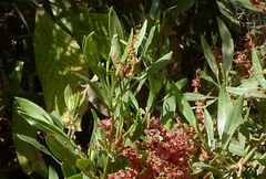 Rumex nervosus