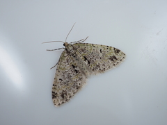 Trichopteryx miracula