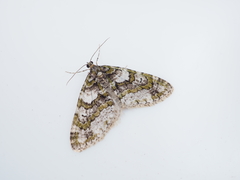 Esakiopteryx volitans