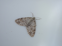 Trichopteryx fastuosa