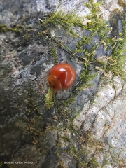 Chilocorus circumdatus