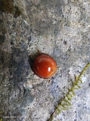 Chilocorus circumdatus