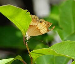 Cupha prosope
