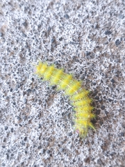 Ormiscodes amphimone