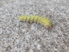 Ormiscodes amphimone