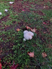 Agaricus arvensis