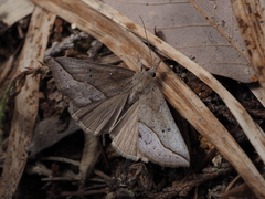 Hypena similalis