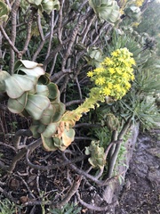 Aeonium arboreum arboreum