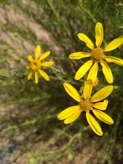 Othonna leptodactyla