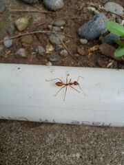 Oecophylla smaragdina