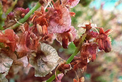Rumex nervosus