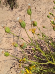 Othonna leptodactyla