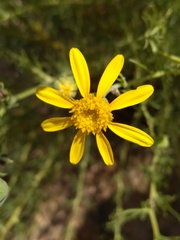 Othonna leptodactyla