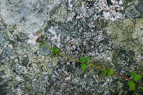 Oldenlandia rupicola image