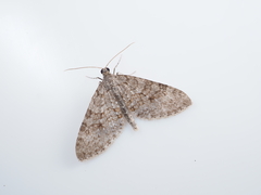 Trichopteryx nagaii