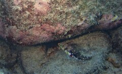 Halichoeres nebulosus