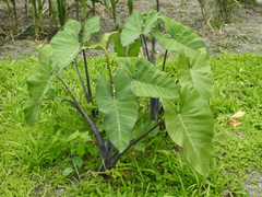 Xanthosoma violaceum