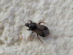Xylocoris
