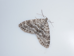 Trichopteryx microloba