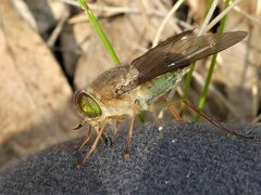 Scaptia similis