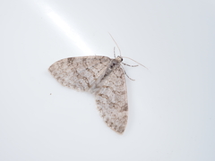 Trichopteryx ignorata