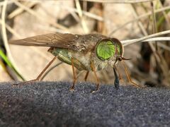 Scaptia similis