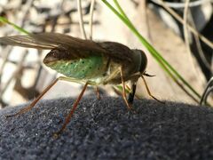 Scaptia similis