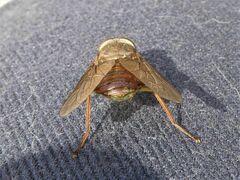 Scaptia similis