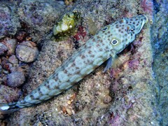 Parapercis clathrata