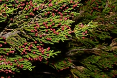 Pherosphaera hookeriana