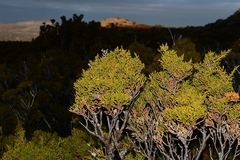 Pherosphaera hookeriana