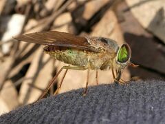 Scaptia similis