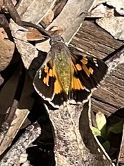 Trapezites phigalioides