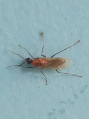 Camponotus