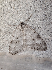 Epirrita dilutata