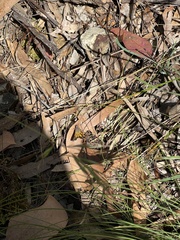 Trapezites phigalioides