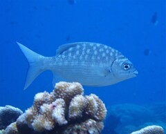 Kyphosus cinerascens