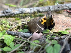 Trapezites phigalioides