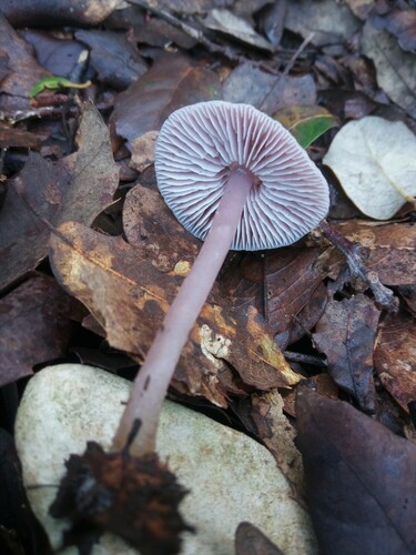 prilbička reďkovková (Mycena pura)