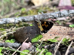 Trapezites phigalioides