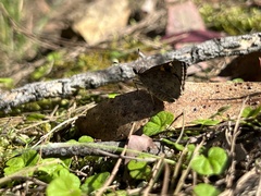 Trapezites phigalioides