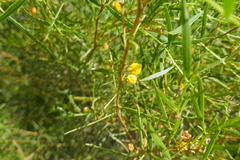 Acacia ligulata