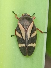 Deois flavopicta