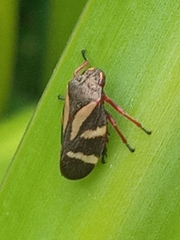 Deois flavopicta
