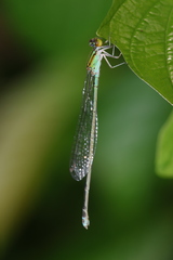 Pseudagrion australasiae