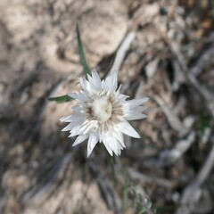 Helichrysum leucopsideum