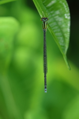 Pseudagrion australasiae
