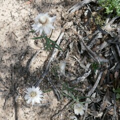 Helichrysum leucopsideum