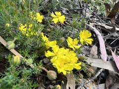 Hibbertia porcata